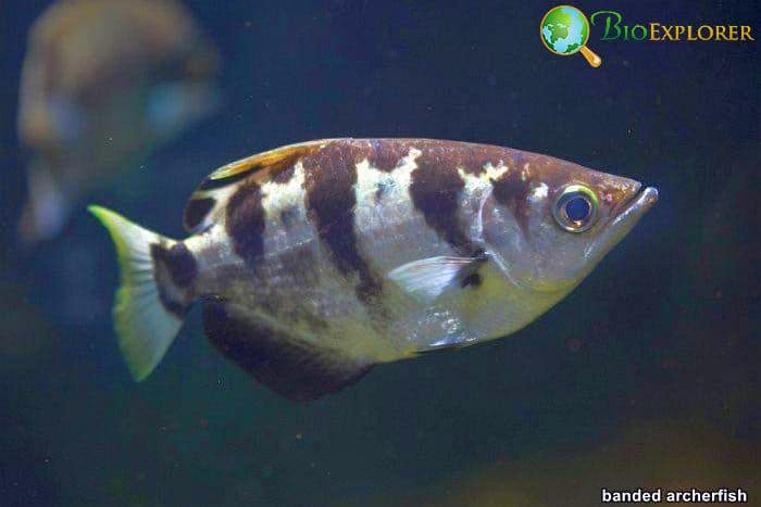 Banded Archerfish