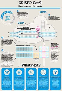 Crispr