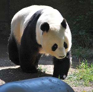 pandas in zoos