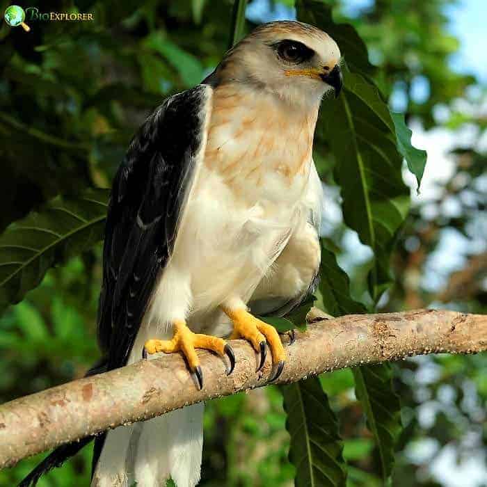 Sulawesi Hawk Eagle