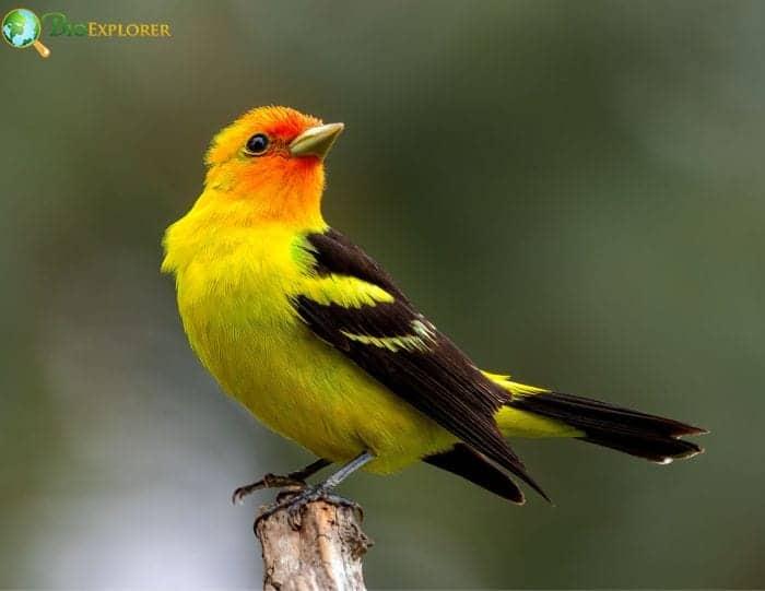 Western Tanager