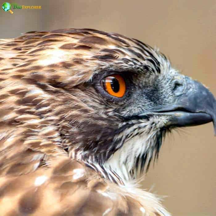 Mountain Hawk Eagle