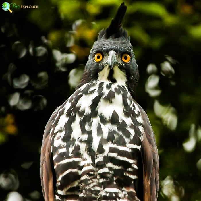 Blyth's Hawk Eagle