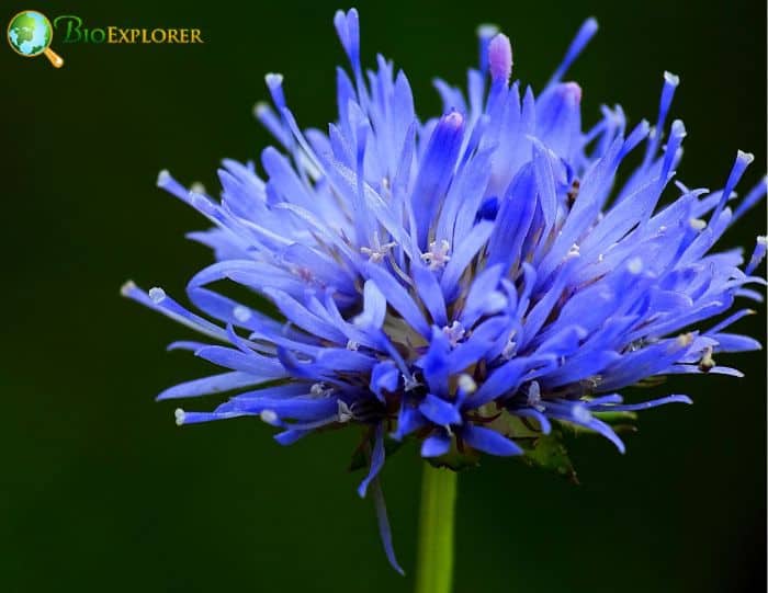 Jasione Montana