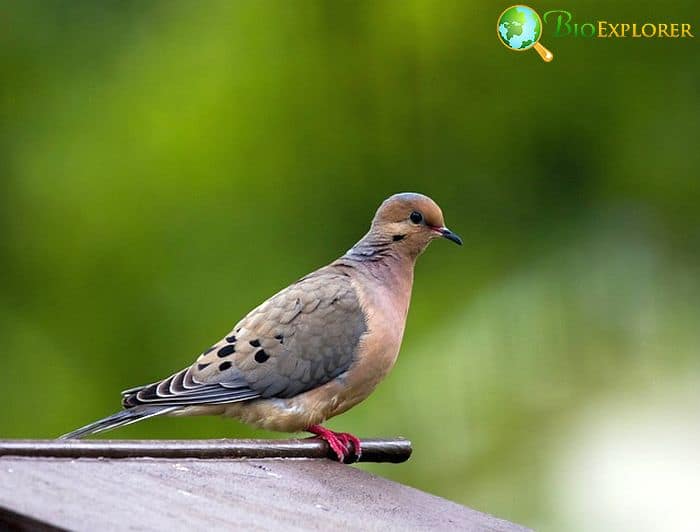 Mourning Dove (North American Bird)