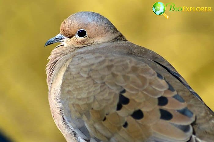 Mourning Dove