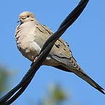 Mourning Dove Spot In Massachusetts