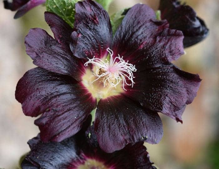 Alcea Rosea Nigra