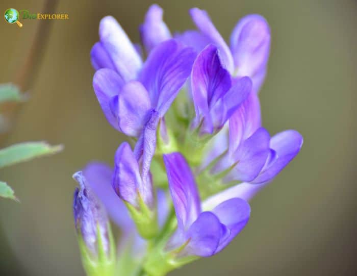 Alfalfa Flowers