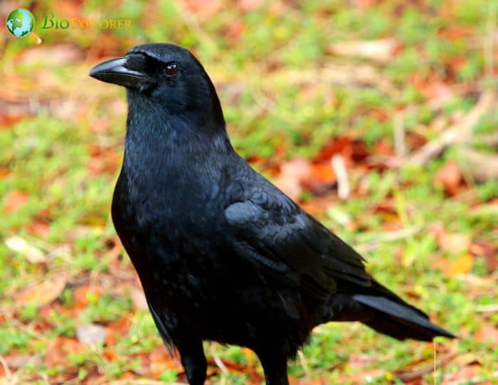 3 American Crow Funerals Wakes