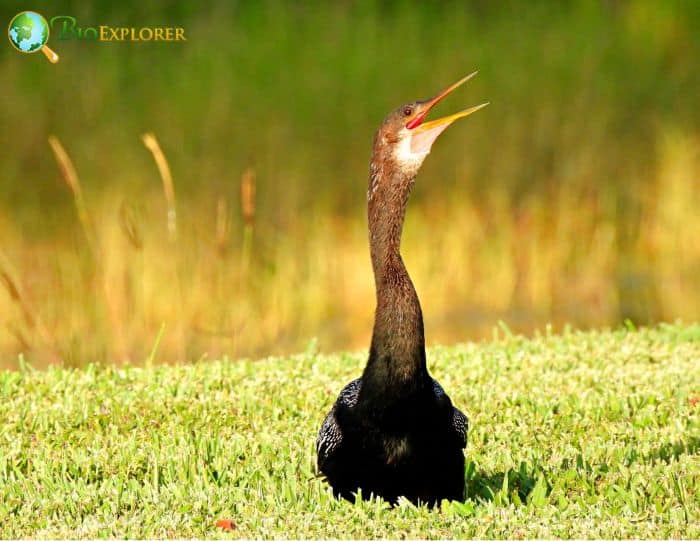 Anhinga A Waterbird Without Waterproof Feathers