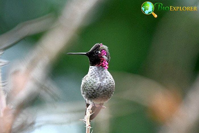 Anna's Hummingbird (Oregon Bird)