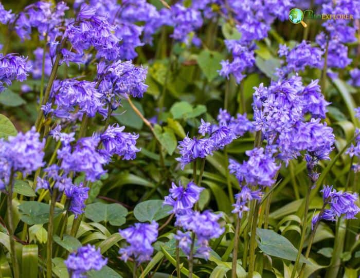 Bluebell Lifecycle and Reproduction