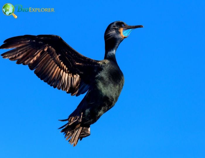 Brandt's Cormorant Loves Silence