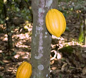 Cacao