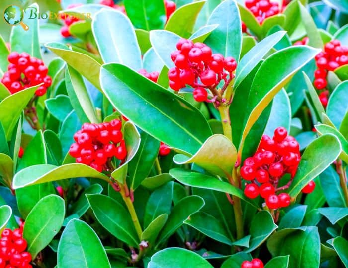 Canary Island Holly (Ilex Canariensis)