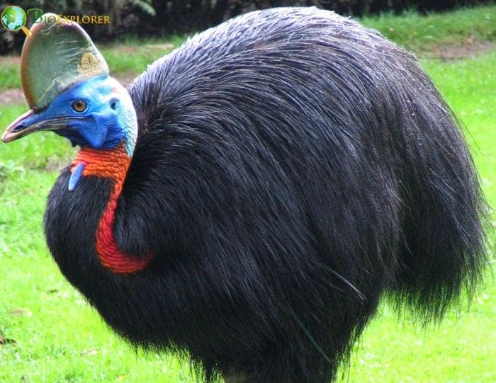 Cassowary