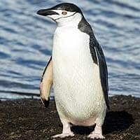 Chinstrap Penguin