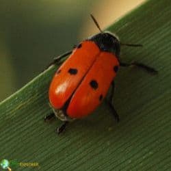 Coleoptera