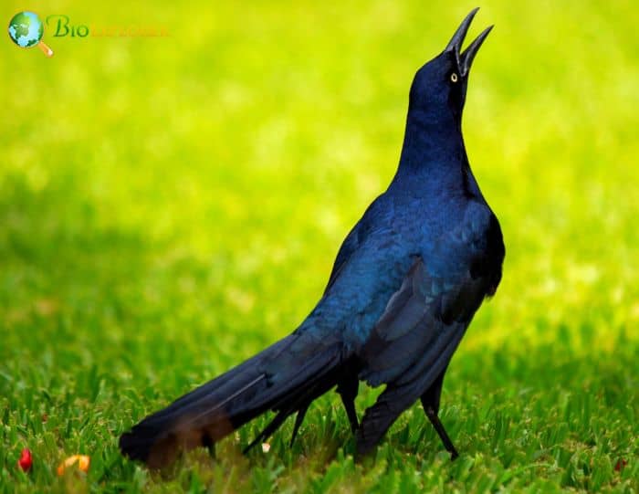 Common Grackles Have Hard Keels