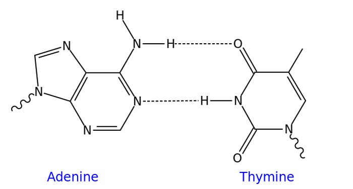 DNA Base Pairing