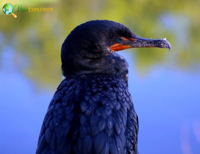 Double-crested Cormorants are seasonal