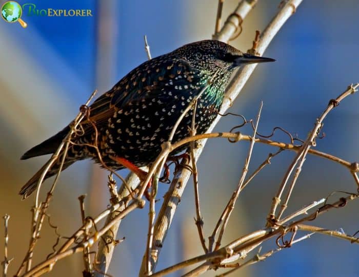 European Starlings Communicate Loudly