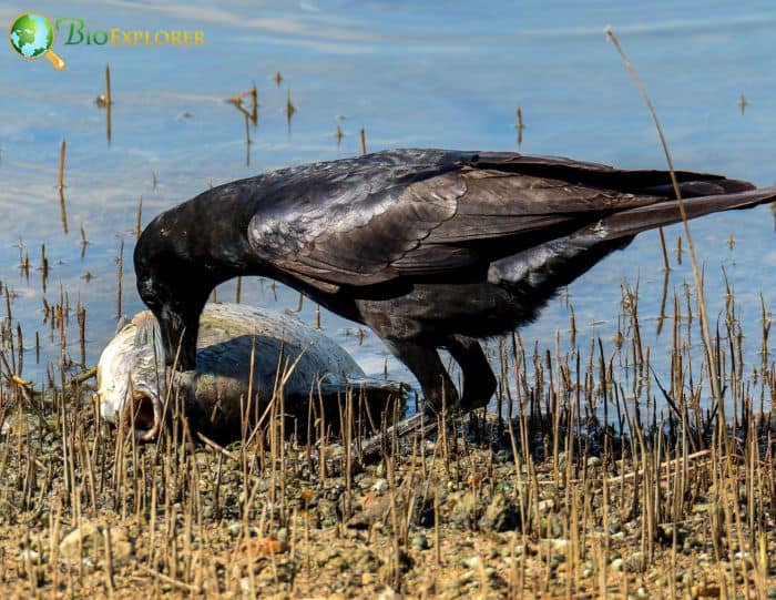 Fish Crow Feeding Habits