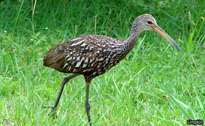 Florida Limpkin