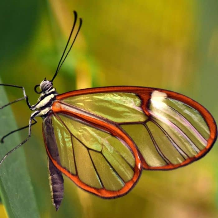 Glasswing Butterfly