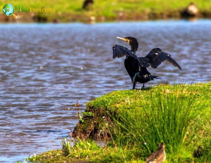 Great Cormorants comb their feathers