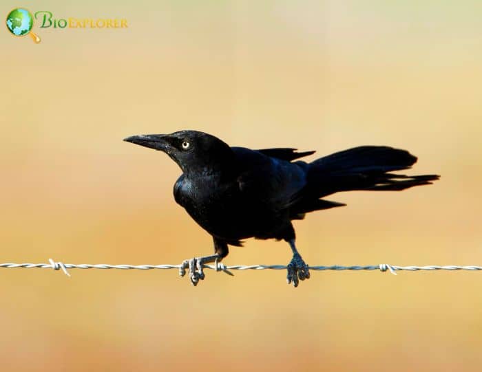 Great Tailed Grackles Are Highly Intelligent