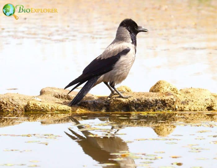 Hooded Crows Are Quite Aggressive