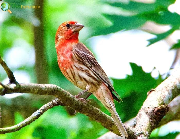 House Finch