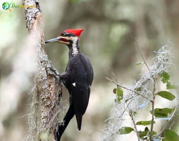 Ivory Billed Woodpecker