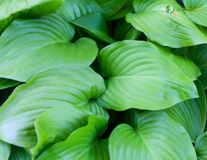 Leaf Structure and Coloration Of August Lily