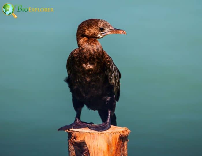 Little Cormorants Have Identical Males and Females