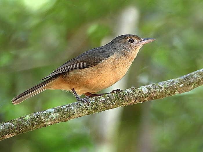 Little Shrikethrush (Toxic Bird)