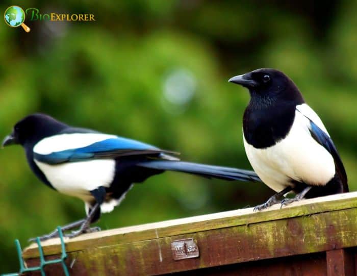 Magpie's Nesting Ability