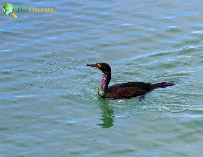 Pelagic Cormorants Deep Divers