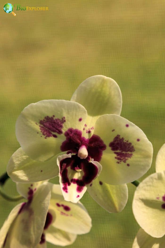 Pink Butterfly Orchid