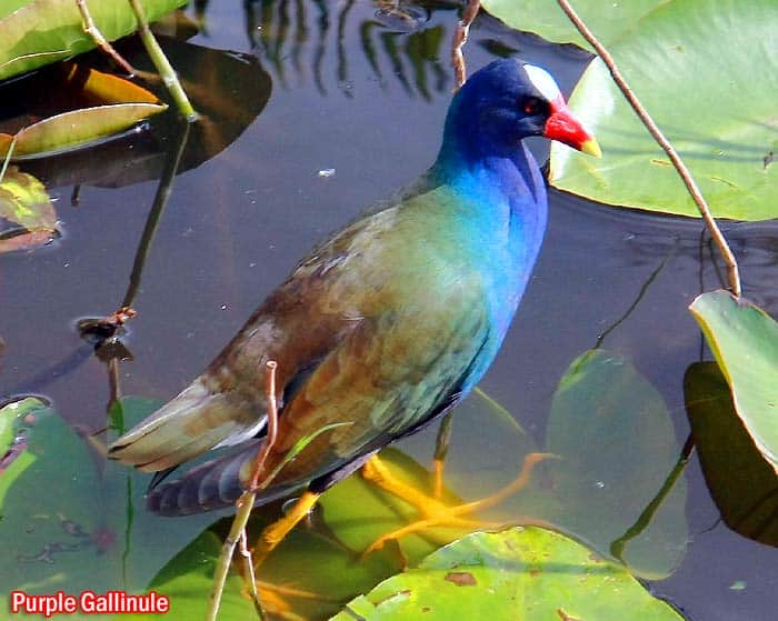 Purple Gallinule (Porphyrio martinicus)