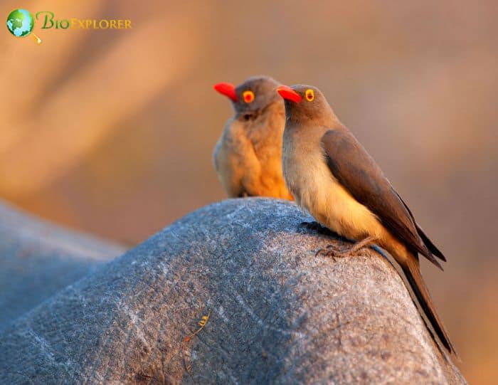 Red Billed Oxpecker Alarm Call