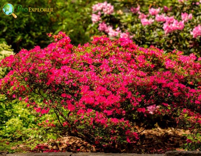 Rhododendron obtusum