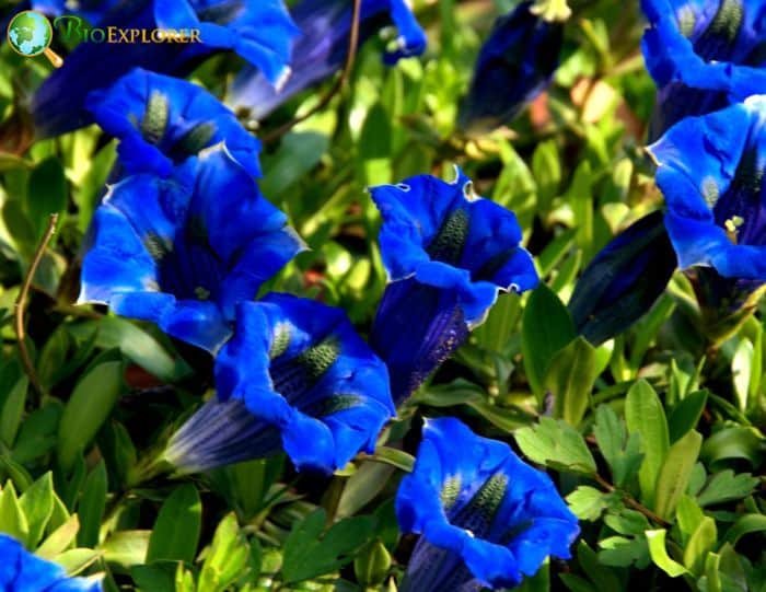 Stemless Gentians