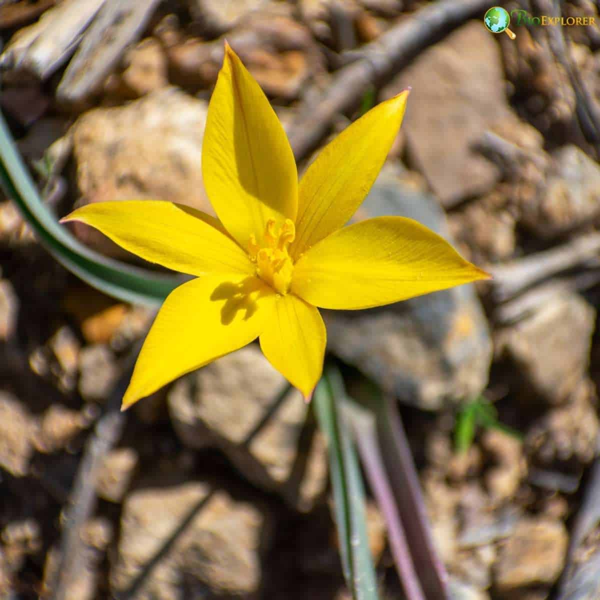 Tulipa Sylvestris