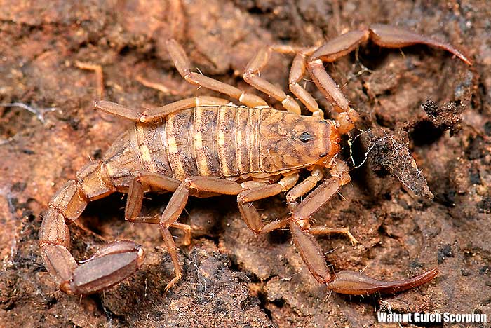 Walnut Gulch Scorpion