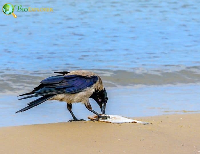 What Do Pied Crows Eat