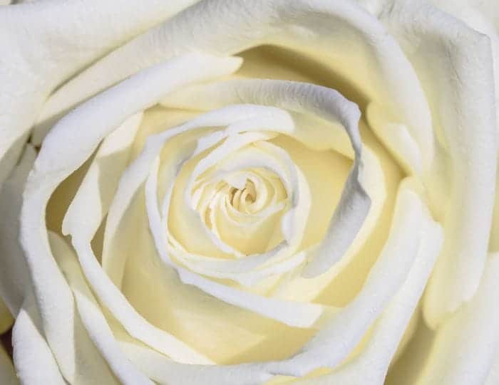 White Rose