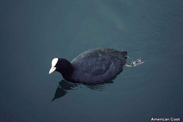 American Coot